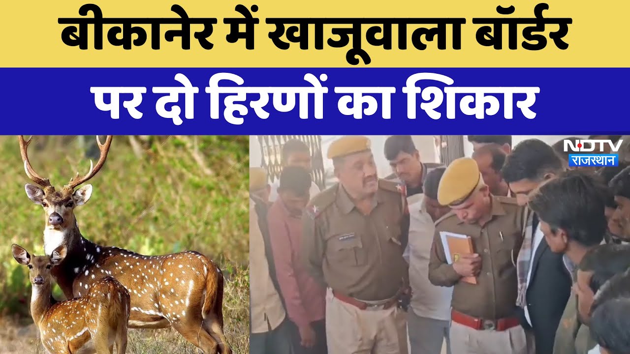 Bikaner में Khajuwala Border पर दो हिरणों का शिकार | Latest News | Rajasthan News