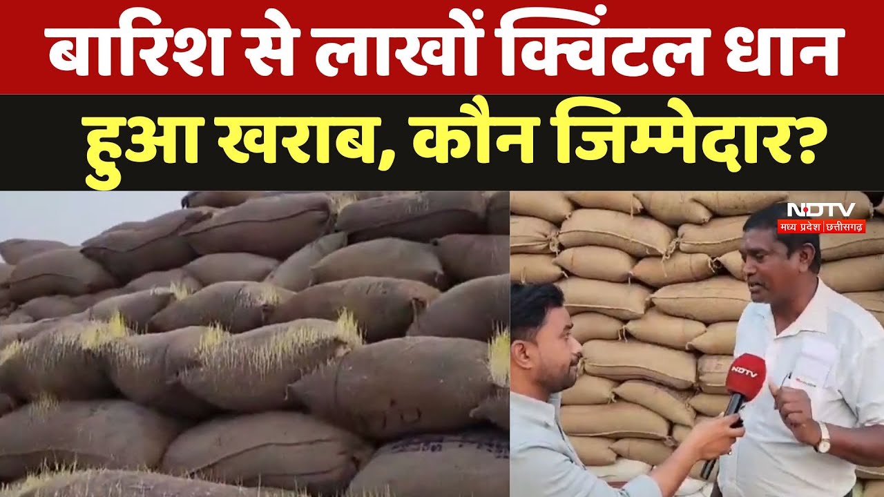 Paddy getting spoiled in Baloda Bazar: बारिश से लाखों क्विंटल धान हुआ खराब, कौन जिम्मेदार?
