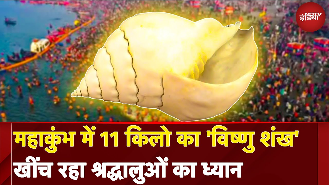 Maha Kumbh 2025 में 11 Kg का 'Vishnu Shankh' खींच रहा श्रद्धालुओं का ध्यान | Prayagraj