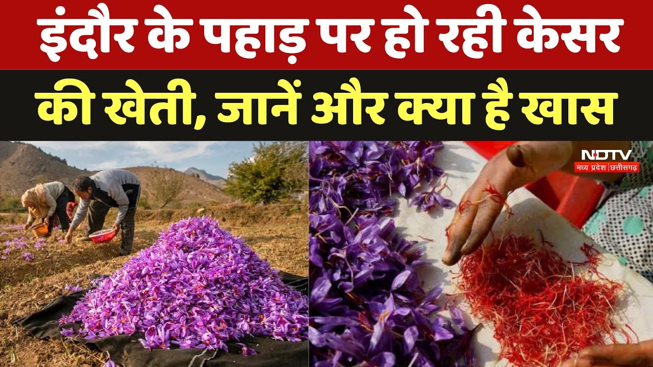 Indore saffron farming: इंदौर के पहाड़ पर हो रही केसर की खेती, जानें और क्या है खास