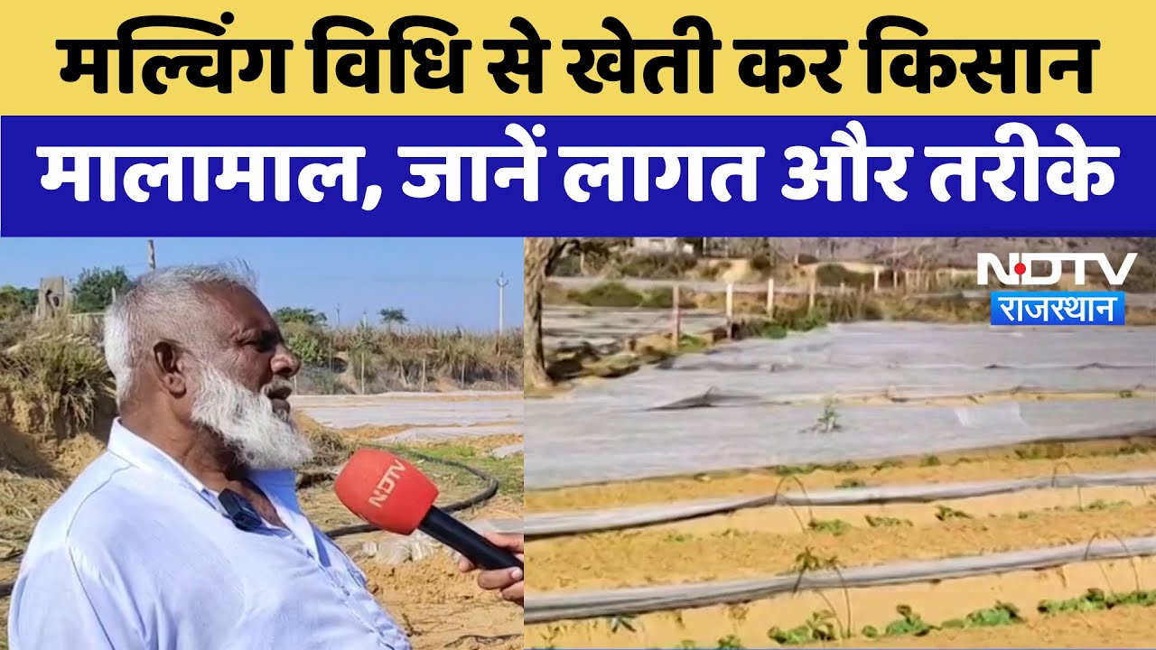 Bharatpur: मल्चिंग विधि से खेती कर किसान मालामाल, जानें लागत और तरीके | Latest News
