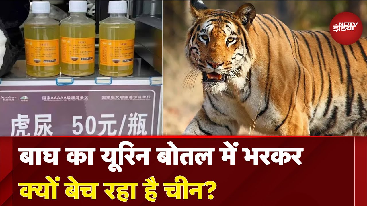 Video : China के Zoo में बिक रहा Tiger का पेशाब, बड़ी-बड़ी बीमारियों को ठीक करने का दावा