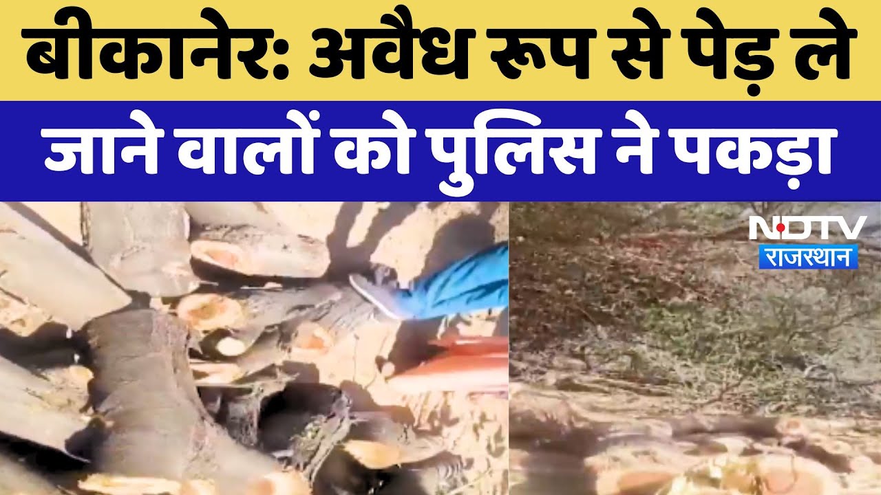 Bikaner में अवैध रूप से पेड़ ले जाने वालों को Police ने पकड़ा, NDTV की खबर का असर Bikaner में अवैध रूप से पेड़ ले जाने वालों को Police ने पकड़ा, NDTV की खबर का असर