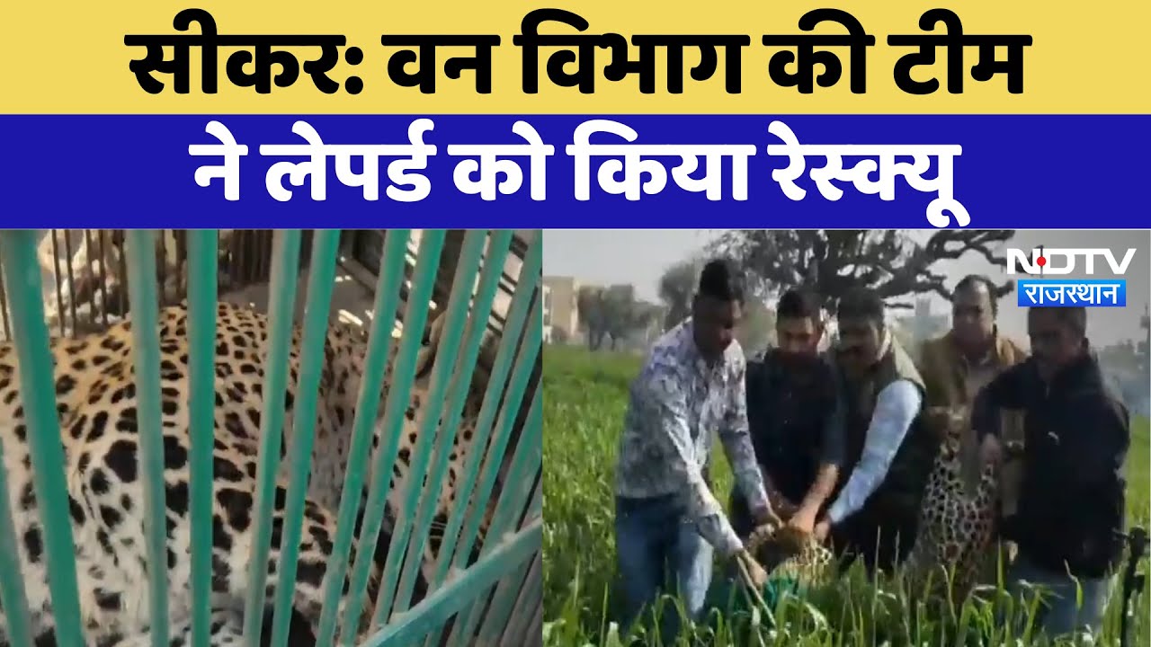 Sikar News: वन विभाग की टीम ने leopard को किया Rescue | Latest | Rajasthan News