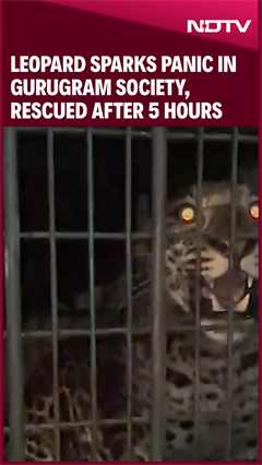 Leopard Sparks Panic in Gurugram Society, Rescued After 5-Hour Operation