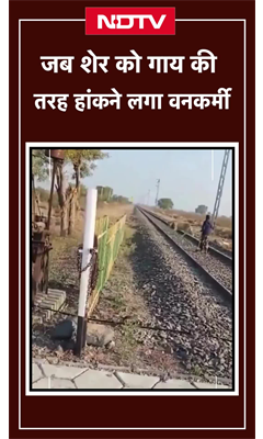 Gujarat: भावनगर में रेलवे ट्रैक पर अचानक आया शेर, देखें वनकर्मी ने कैसे हांका