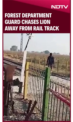 Video: Forest Department Guard Chases Lion Away From Rail Track