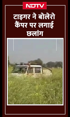 Dausa: Tiger ने Bolero कैंपर पर लगाई छलांग, विंडशील्ड टूटी, बाल-बाल बचे अधिकारी