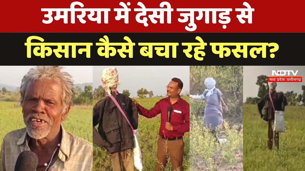 Umaria में देसी जुगाड़ से Farmers कैसे बचा रहे फसल?
