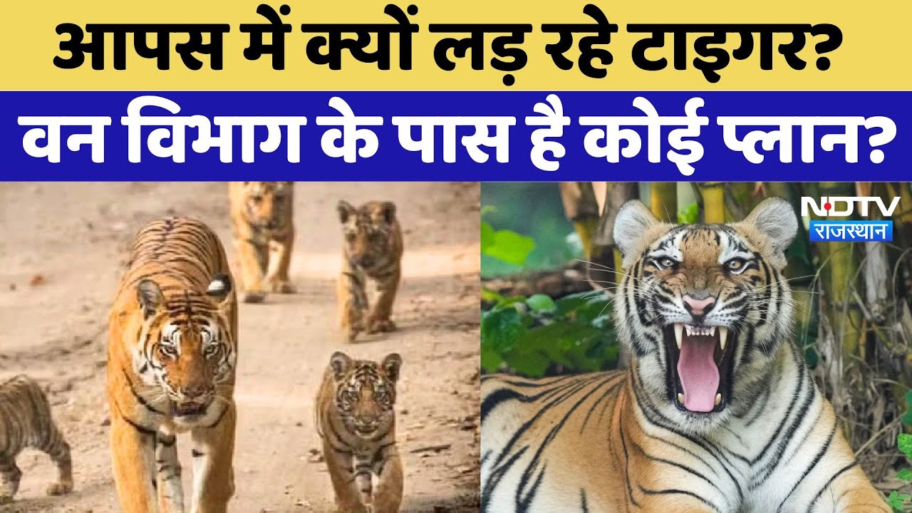 Ranthambore: आपस में क्यों लड़ रहे Tiger? Forest Department के पास है कोई प्लान? | Rajasthan News