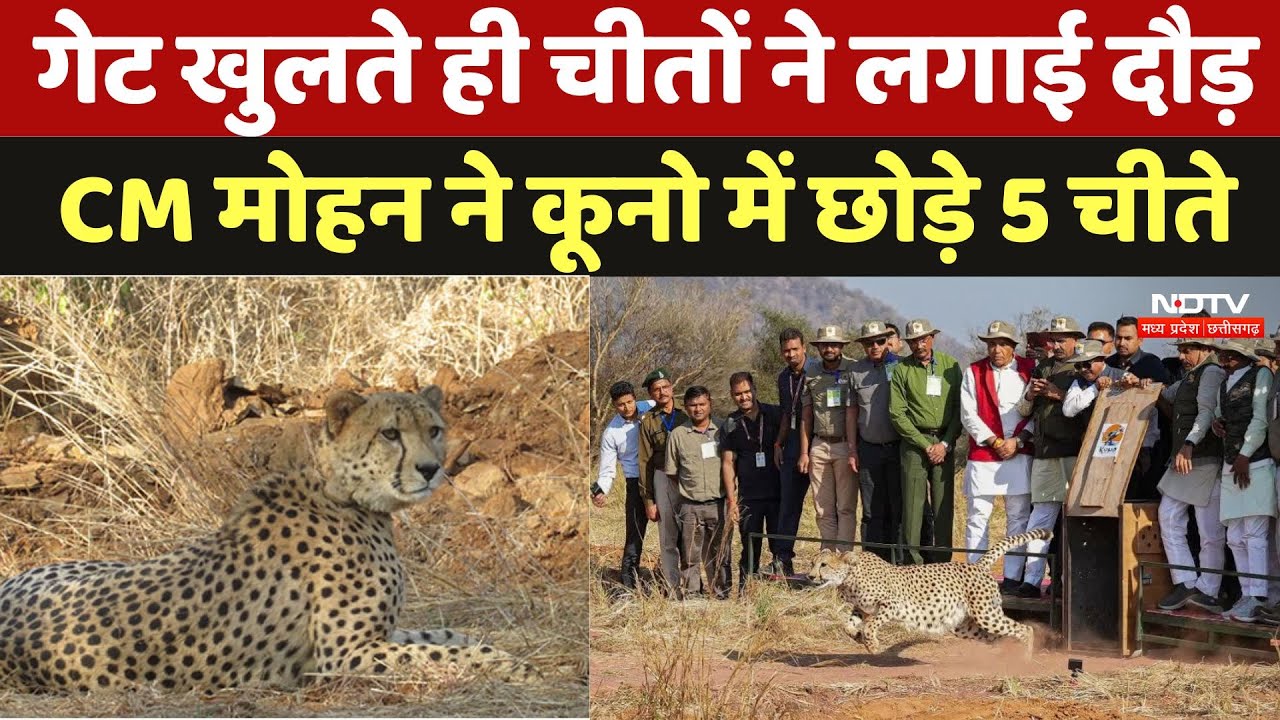 Kuno National Park: गेट खुलते ही चीतों ने लगाई दौड़, CM Mohan ने कूनो में छोड़े 5 चीते | MP News