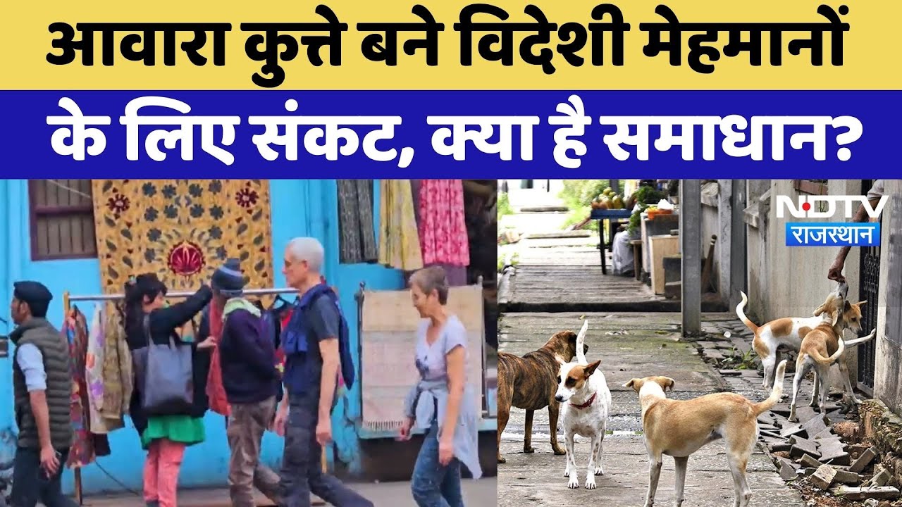 Street Dogs Attack: आवारा कुत्ते बने विदेशी मेहमानों के लिए संकट, क्या है समाधान?। Rajasthan News Street Dogs Attack: आवारा कुत्ते बने विदेशी मेहमानों के लिए संकट, क्या है समाधान?। Rajasthan News