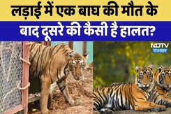 Bundi Ramgarh Tiger Reserve News: लड़ाई में एक बाघ की मौत के बाद दूसरे की कैसी है हालत?। Breaking Bundi Ramgarh Tiger Reserve News: लड़ाई में एक बाघ की मौत के बाद दूसरे की कैसी है हालत?। Breaking