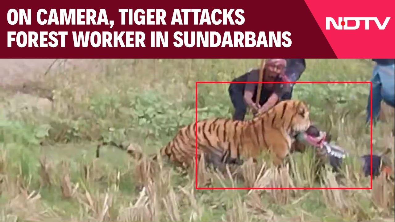 On Camera, Tiger Attacks Forest Worker In Sundarbans. How He Was Rescued