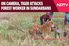 On Camera, Tiger Attacks Forest Worker In Sundarbans. How He Was Rescued On Camera, Tiger Attacks Forest Worker In Sundarbans. How He Was Rescued