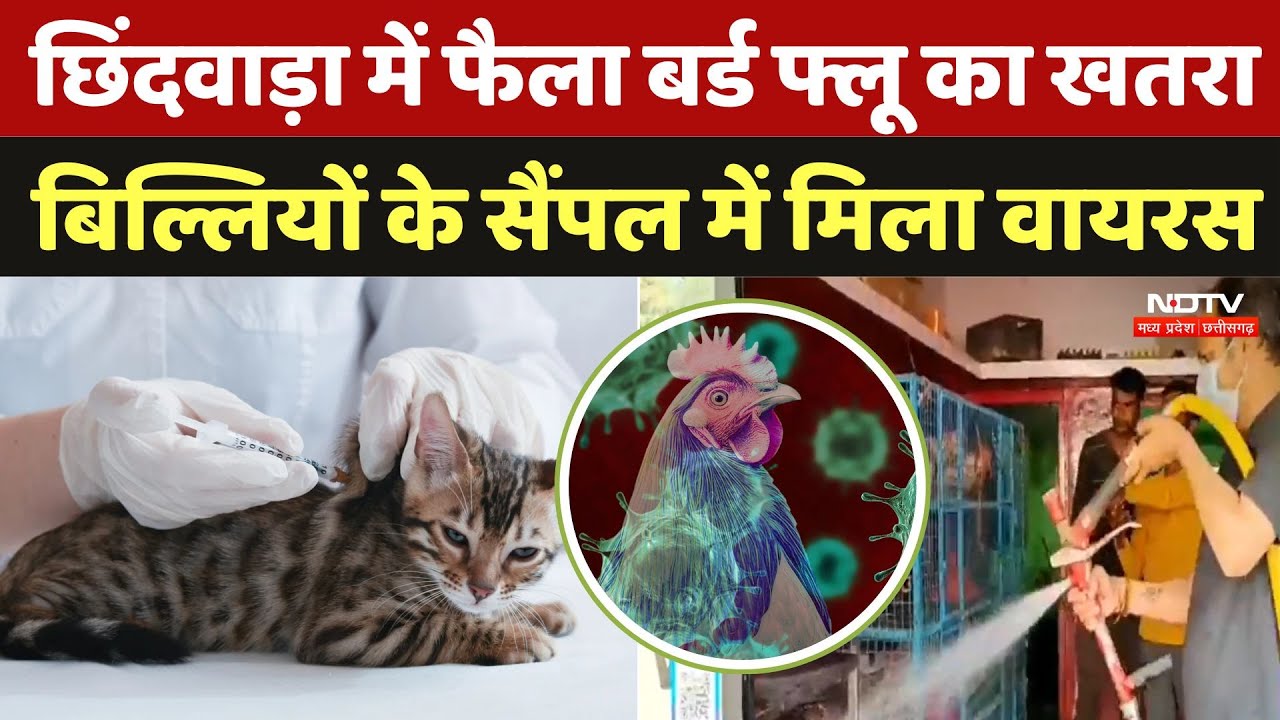 Bird Flu InChhindwara: छिंदवाड़ा में फैला बर्ड फ्लू का खतरा, बिल्लियों के सैंपल में मिला Virus