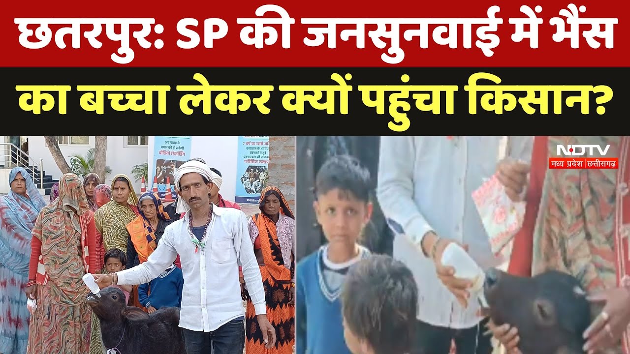 Chhatarpur में SP की जनसुनवाई में भैंस का बच्चा लेकर क्यों पहुंचा किसान?
