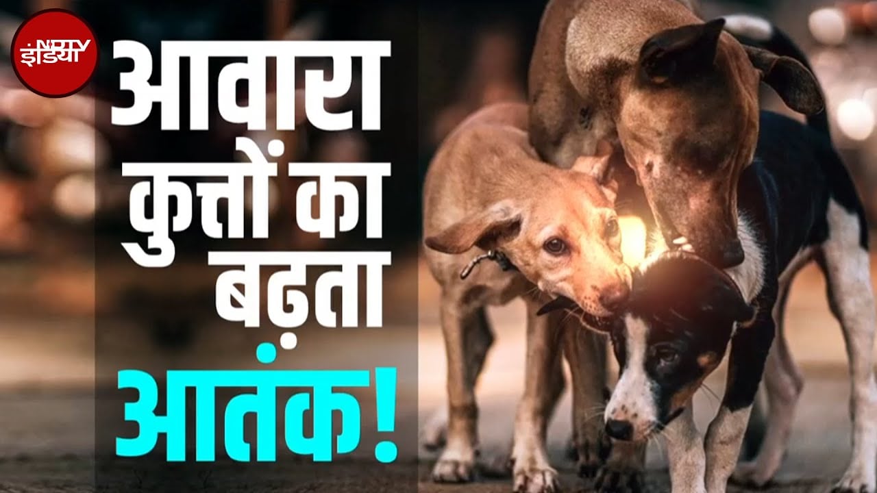 Stray Dogs: कई शहरों में अवारा कुत्तों को लेकर दहशत में लोग | NDTV India
