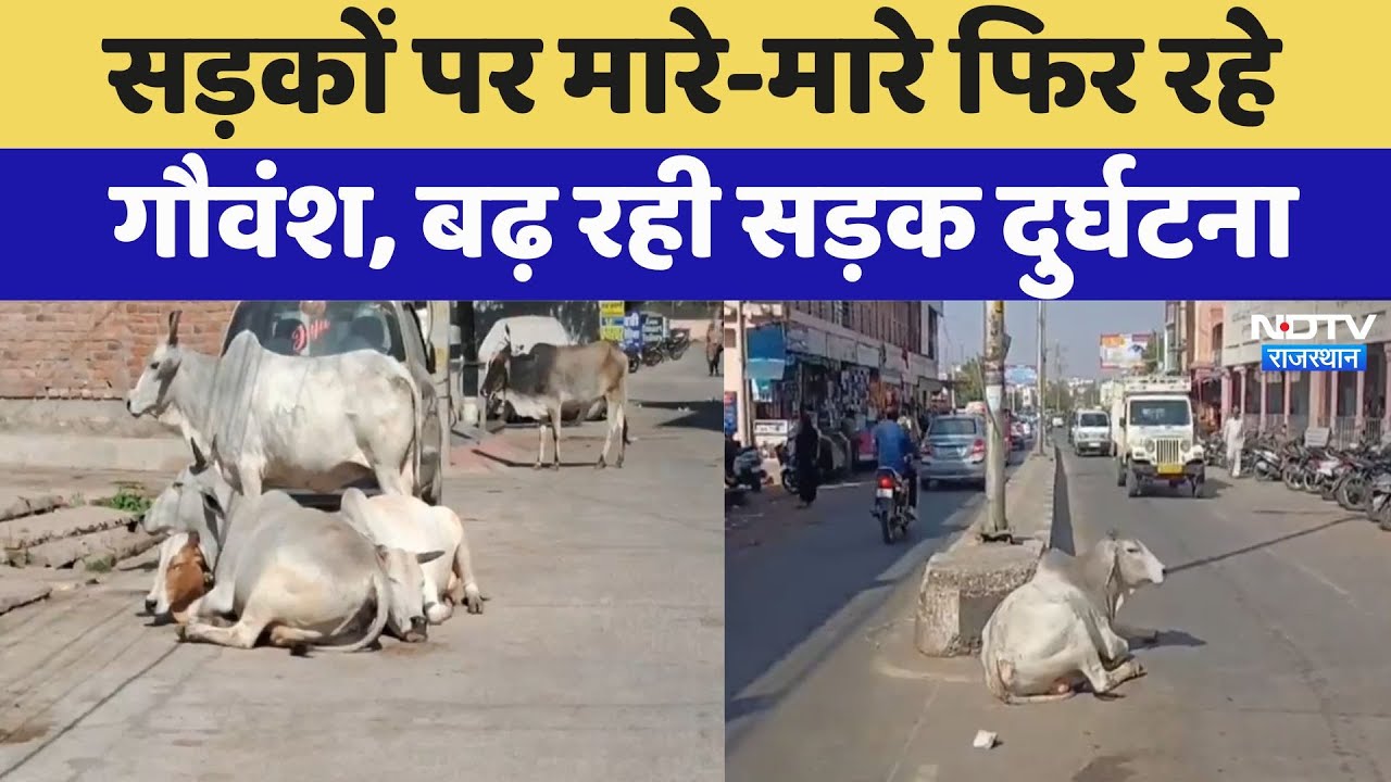 सड़कों पर मारे-मारे फिर रहे गौवंश, बढ़ रही सड़क दुर्घटना, लोग परेशान