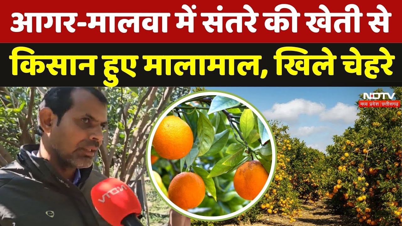 Orange Farming In MP: आगर-मालवा में संतरे की खेती से किसान हुए मालामाल, खिले चेहरे | Fruit Farming