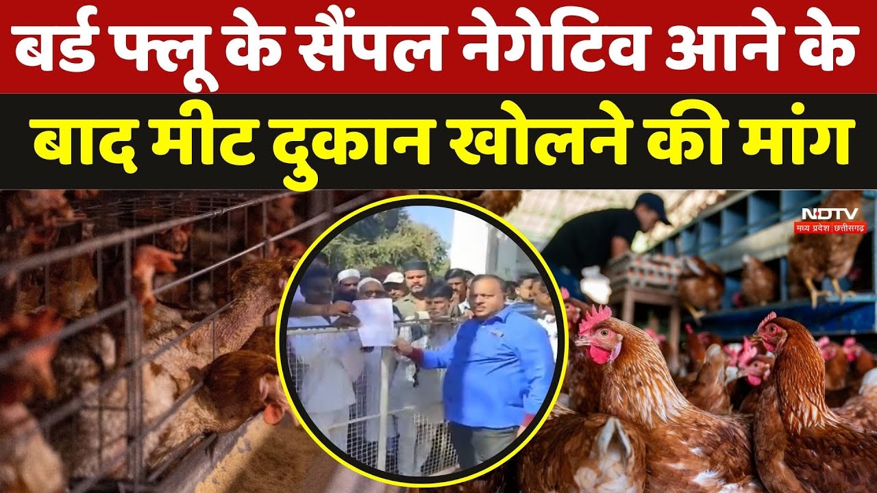 Bird Flu In Chhindwara: बर्ड फ्लू के सैंपल नेगेटिव आने के बाद मीट दुकान खोलने की मांग | Avian Flu