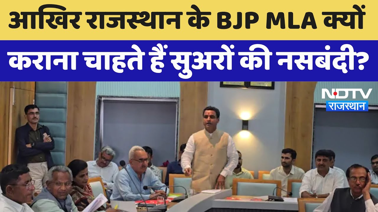 Barmer News: आखिर Rajasthan के BJP MLA  क्यों कराना चाहते हैं सुअरों की नसबंदी? | Latest News
