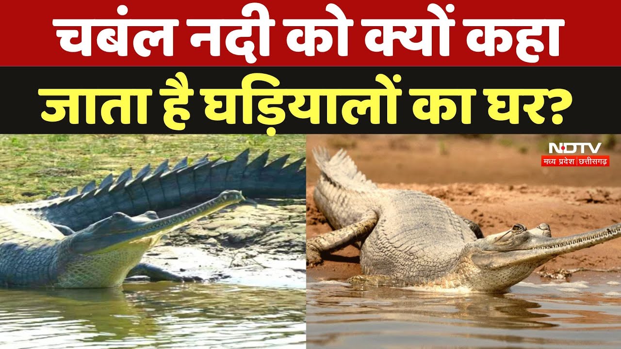 Morena के Chambal River में घड़ियालों की संख्या पहुंची 2000 के करीब, देखिए ये रिपोर्ट | MP News