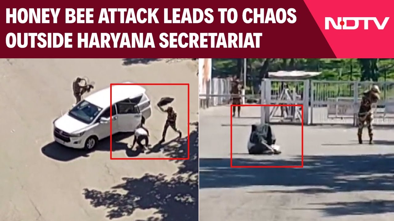 Honey Bee Attack Leads To Chaos Outside Haryana Secretariat In Chandigarh
