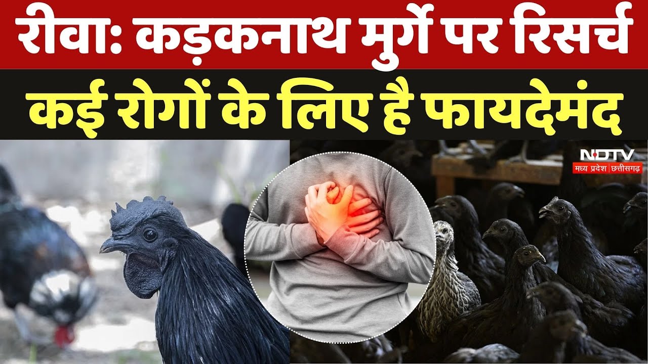 Kadaknath Chicken Breed: कड़कनाथ मुर्गे पर रिसर्च, कई रोगों के लिए है फायदेमंद | Immunity Boost