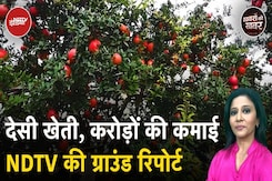 Fruit Exports: खास फलों की खेती करके भारत में तमाम किसान विदेशों में कर रहे हैं करोड़ों का कारोबार? Fruit Exports: खास फलों की खेती करके भारत में तमाम किसान विदेशों में कर रहे हैं करोड़ों का कारोबार?