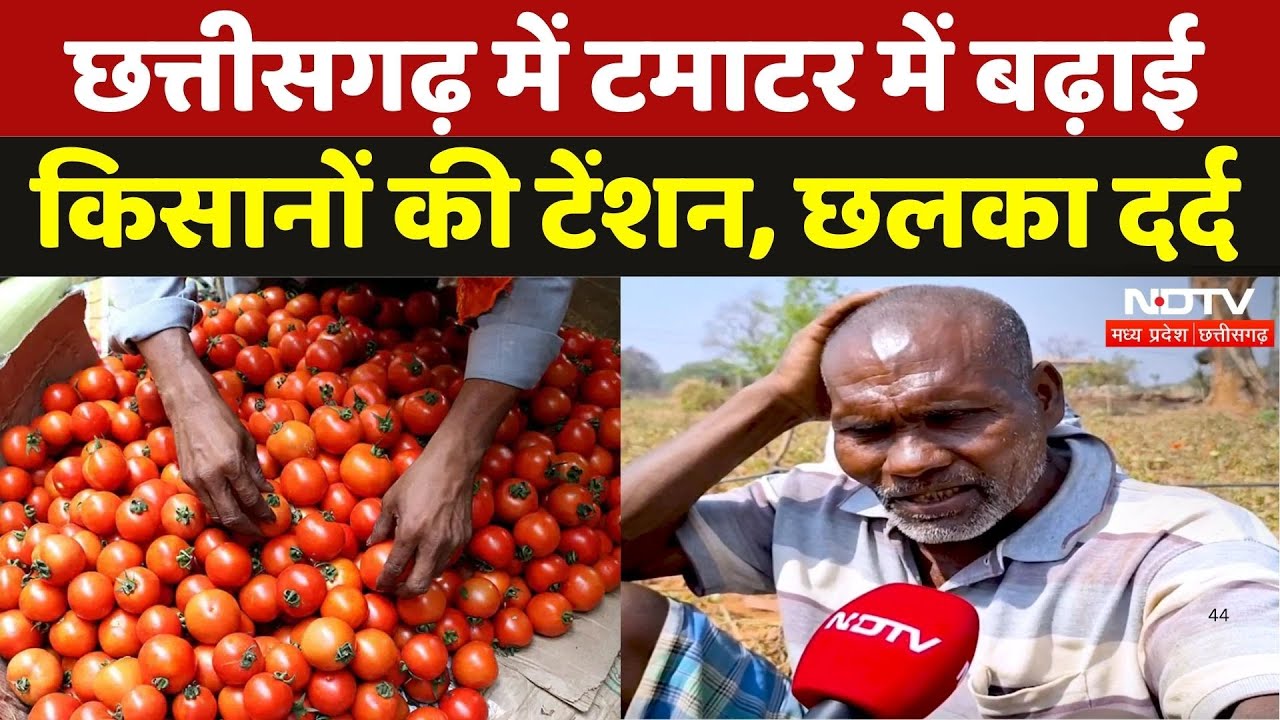 Chhattisgarh Tomato Farmers Face Crisis: टमाटर के गिरे दाम, किसानों के चेहरे पर मायूसी | Jashpur