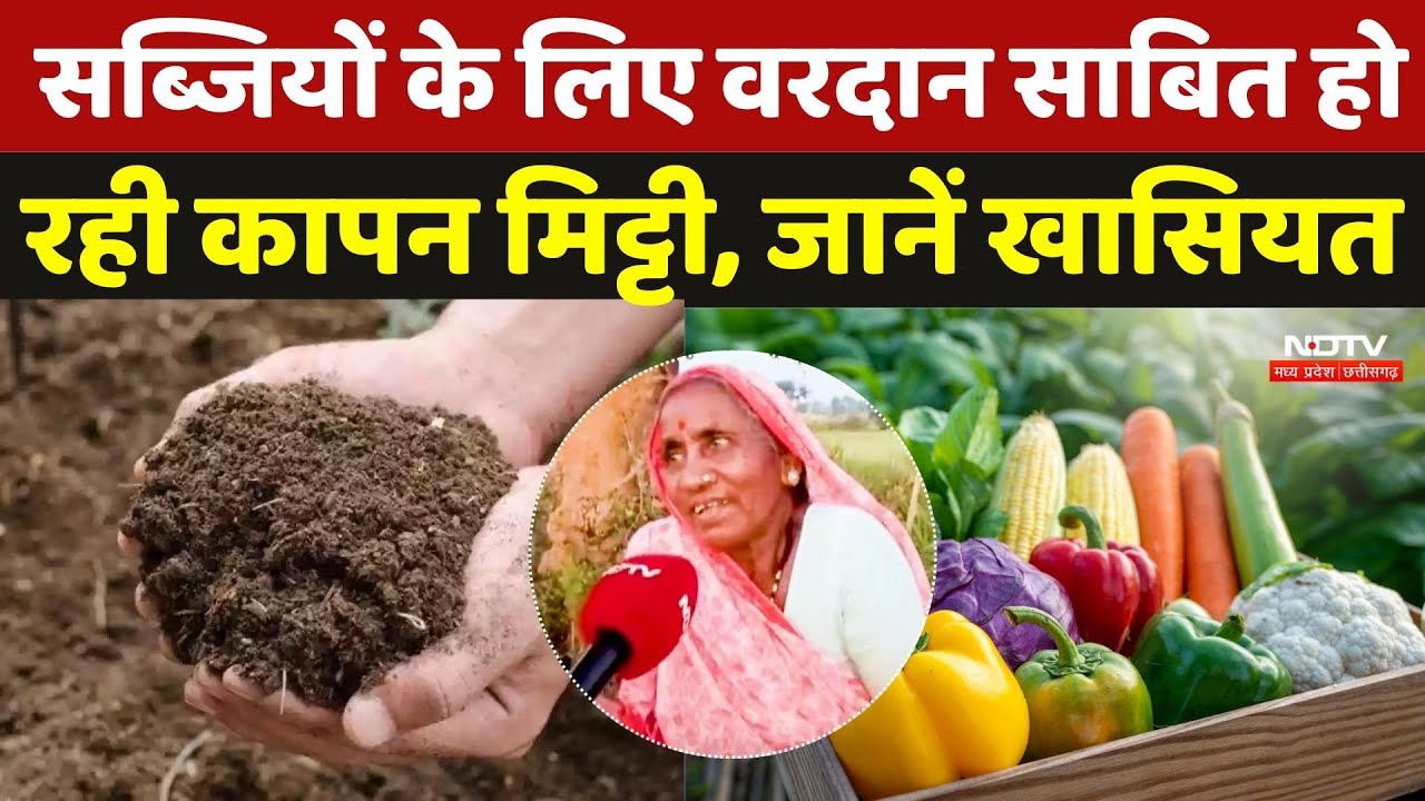 Organic Farming Balaghat: सब्जियों के लिए वरदान साबित हो रही कापन मिट्टी, जानें खासियत | MP News