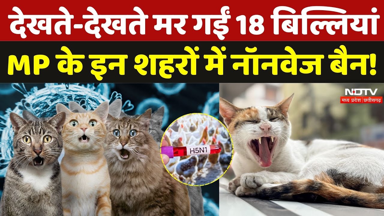 Bird Flu In Cats: बर्ड फ्लू से 18 बिल्लियों की मौत, MP के इन शहरों में Non Veg Ban! | Virus |MP News