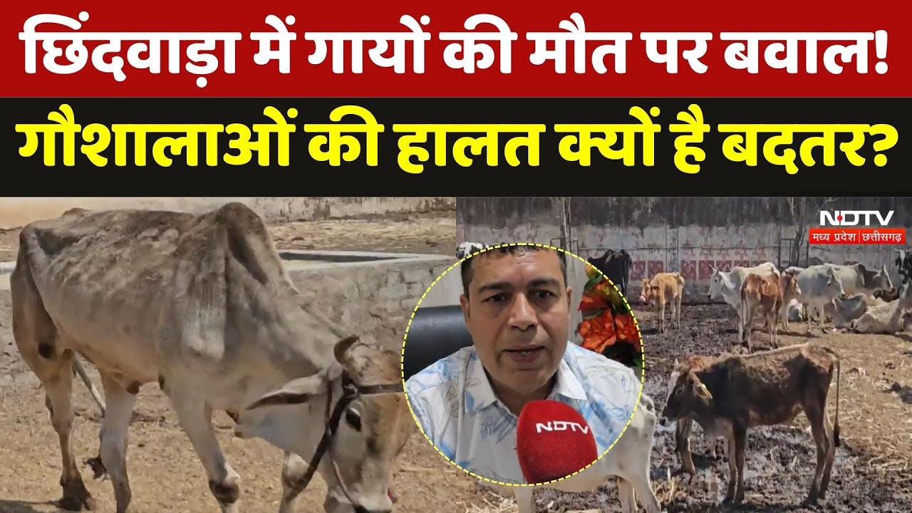 Chhindwara News: छिंदवाड़ा में गायों की मौत पर बवाल! गौशालाओं की हालत क्यों है बदतर? | Madhya Pradesh