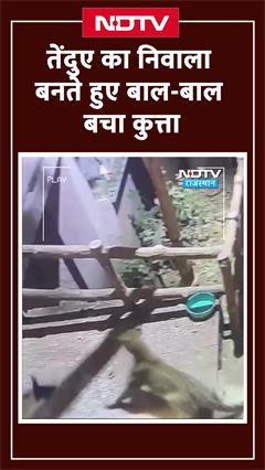 Rajasthan Viral Video: तेंदुए का निवाला बनते हुए बाल-बाल बचा कुत्ता | Bhilwara | SHORTS