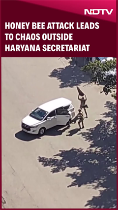 Chandigarh News | Honey Bee Attack Leads To Chaos Outside Haryana Secretariat In Chandigarh