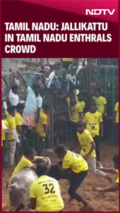 Video : Tamil Nadu: Jallikattu In Tamil Nadu Enthrals Crowd