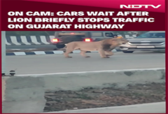 Gujarat News | Cars Wait After Lion Briefly Stops Traffic On Gujarat Highway Gujarat News | Cars Wait After Lion Briefly Stops Traffic On Gujarat Highway