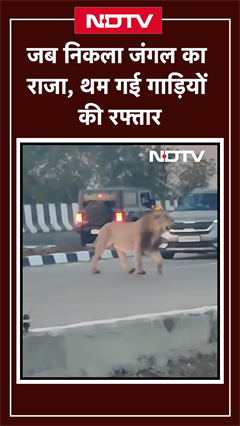 Gujarat: हाईवे पर उतरा 'जंगल का राजा', खौफ में थमी गाड़ियों की रफ्तार | Viral Video