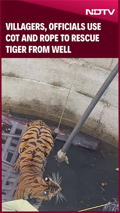 Tiger Rescue | Villagers, Officials Use Cot And Rope To Rescue Tiger From Well