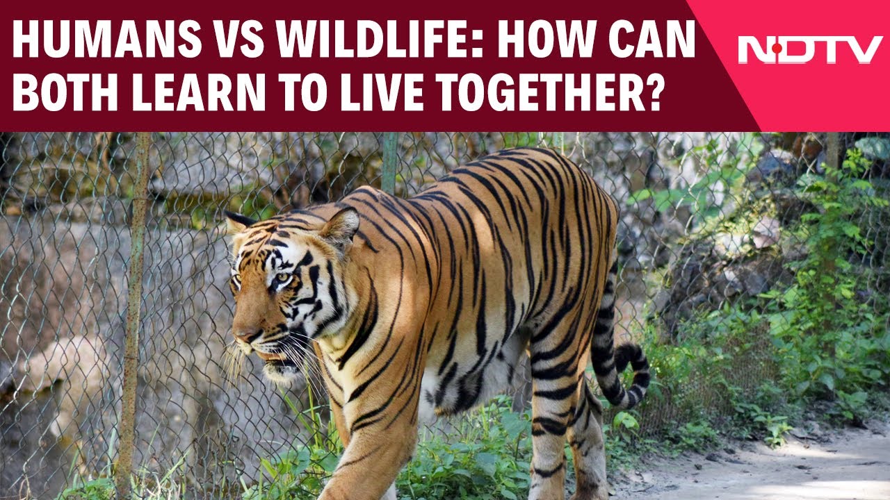 Video: Humans And Wildlife: Can They Coexist In Shared Spaces?