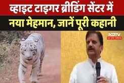व्हाइट टाइगर ब्रीडिंग सेंटर में नया मेहमान, जानें पूरी कहानी व्हाइट टाइगर ब्रीडिंग सेंटर में नया मेहमान, जानें पूरी कहानी