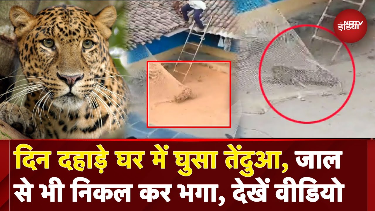 Leopard Terror Video: घर में तेंदुए के घुसने से हड़कंप, वन विभाग ने बिछाया जाल पर हाथ ना आया तेंदुआ Leopard Terror Video: घर में तेंदुए के घुसने से हड़कंप, वन विभाग ने बिछाया जाल पर हाथ ना आया तेंदुआ
