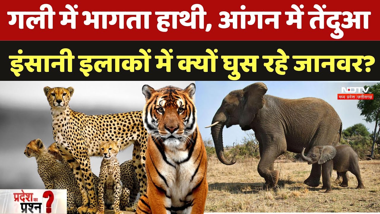 Human Wildlife Conflict: इंसानी इलाकों में क्यों घुस रहे खूंखार Wild Animals? | Pradesh Ka Prashn