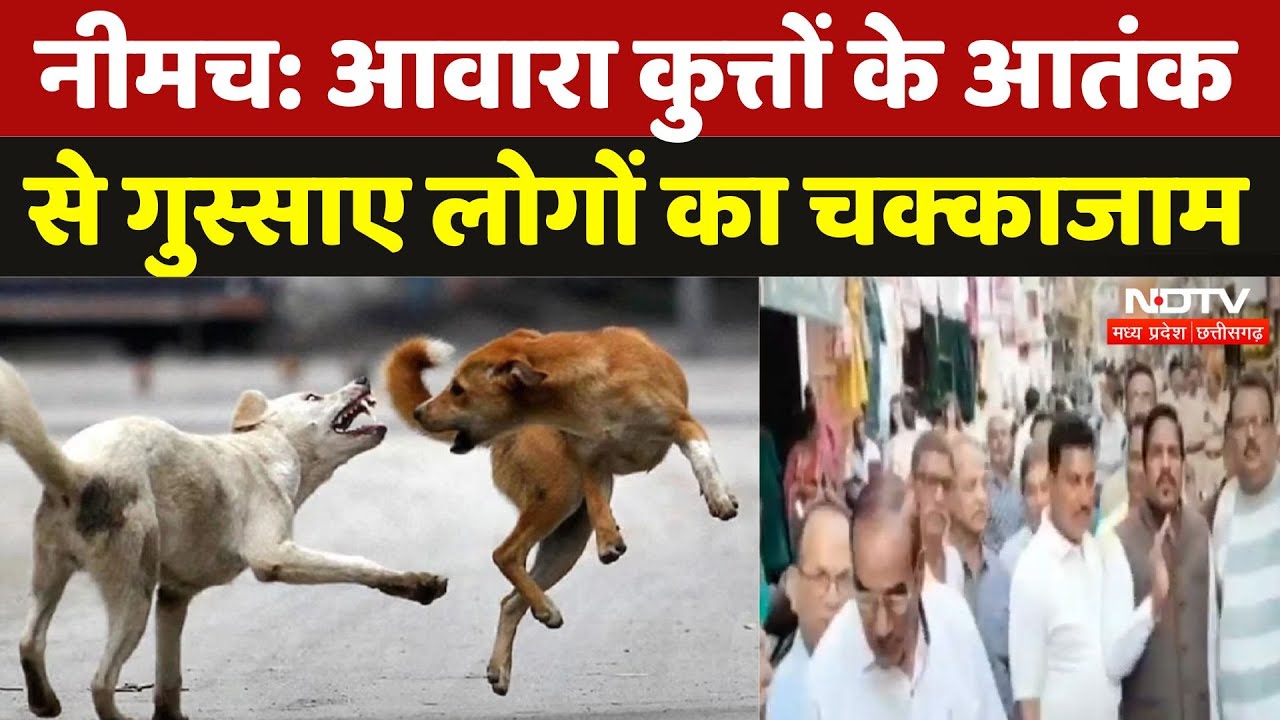 Stray Dogs Terror: Neemuch में आवारा कुत्तों से परेशान लोग, 5 दिन में 35 को काटा | Madhya Pradesh