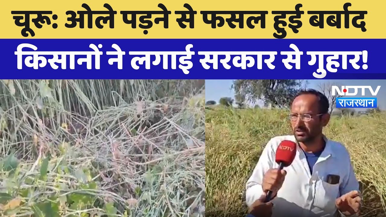 Churu: ओले पड़ने से किसानों की फसलें हुईं बर्बाद, सरकार से लगाई ये गुहार | Rajasthan News