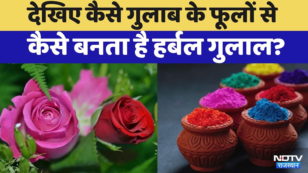 Holi 2025: गुलाब के फूलों से कैसे बनता है हर्बल गुलाल? जानें क्या है इसके फायदे!