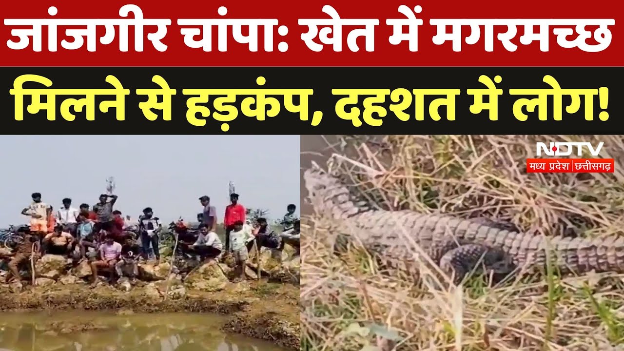 Janjgir-Champa: खेत में मगरमच्छ मिलने से हड़कंप, देखिए ये Viral Video | Chhattisgarh News Janjgir-Champa: खेत में मगरमच्छ मिलने से हड़कंप, देखिए ये Viral Video | Chhattisgarh News