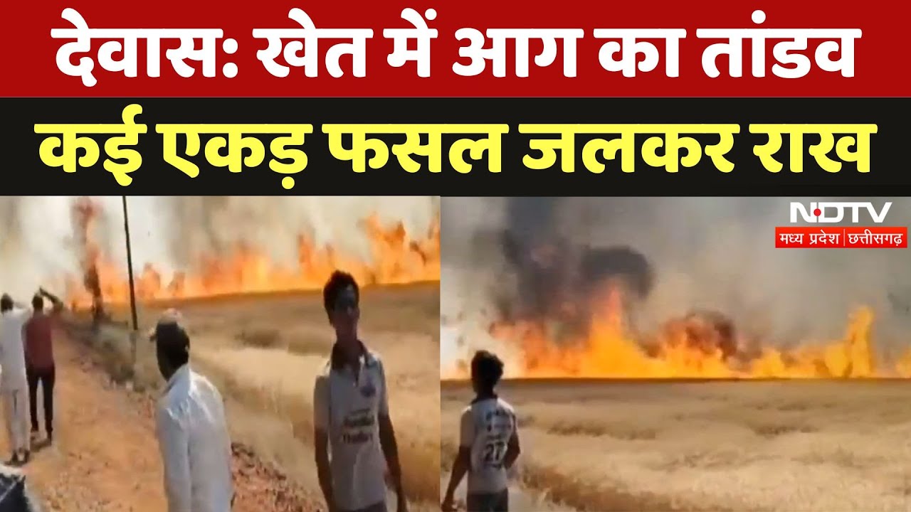 Dewas: गेंहू की खड़ी फसल में भीषण आग, Farmers को भारी नुकसान | Wheat Crops | MP | Breaking News