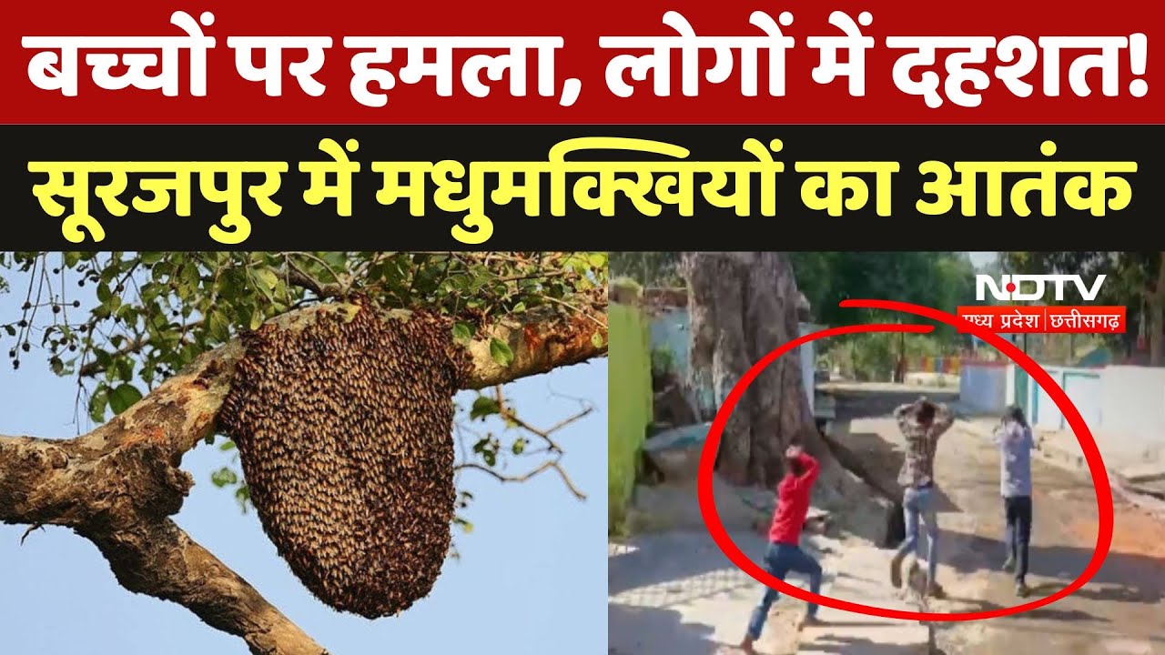 Surajpur Honey Bee Attack:  Bishrampur में मधुमक्खियों का आतंक, डर के साए में जी रहे लोग